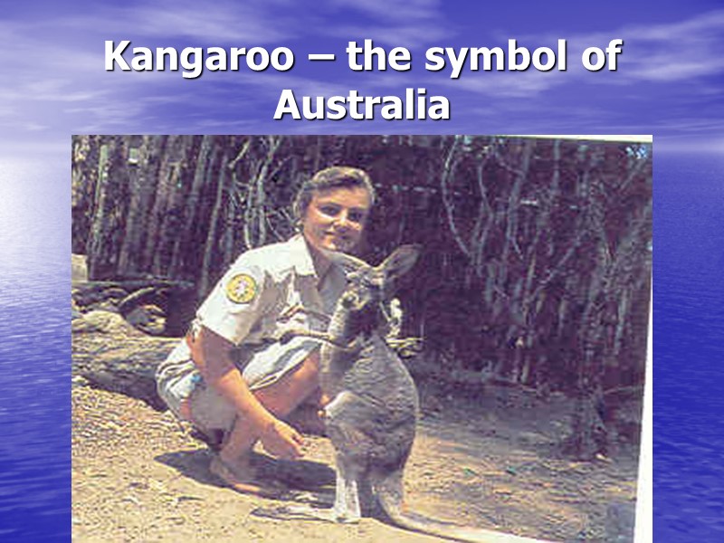 Kangaroo – the symbol of Australia